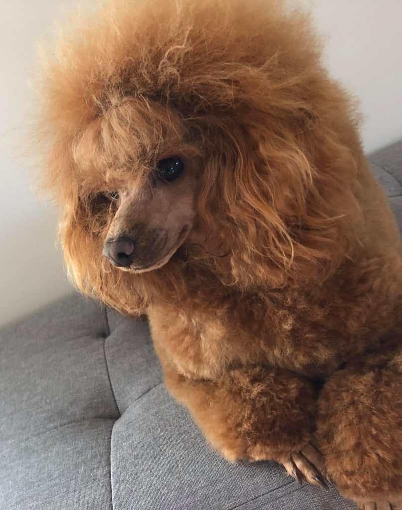 Stud Services GRANDIA TOY POODLES