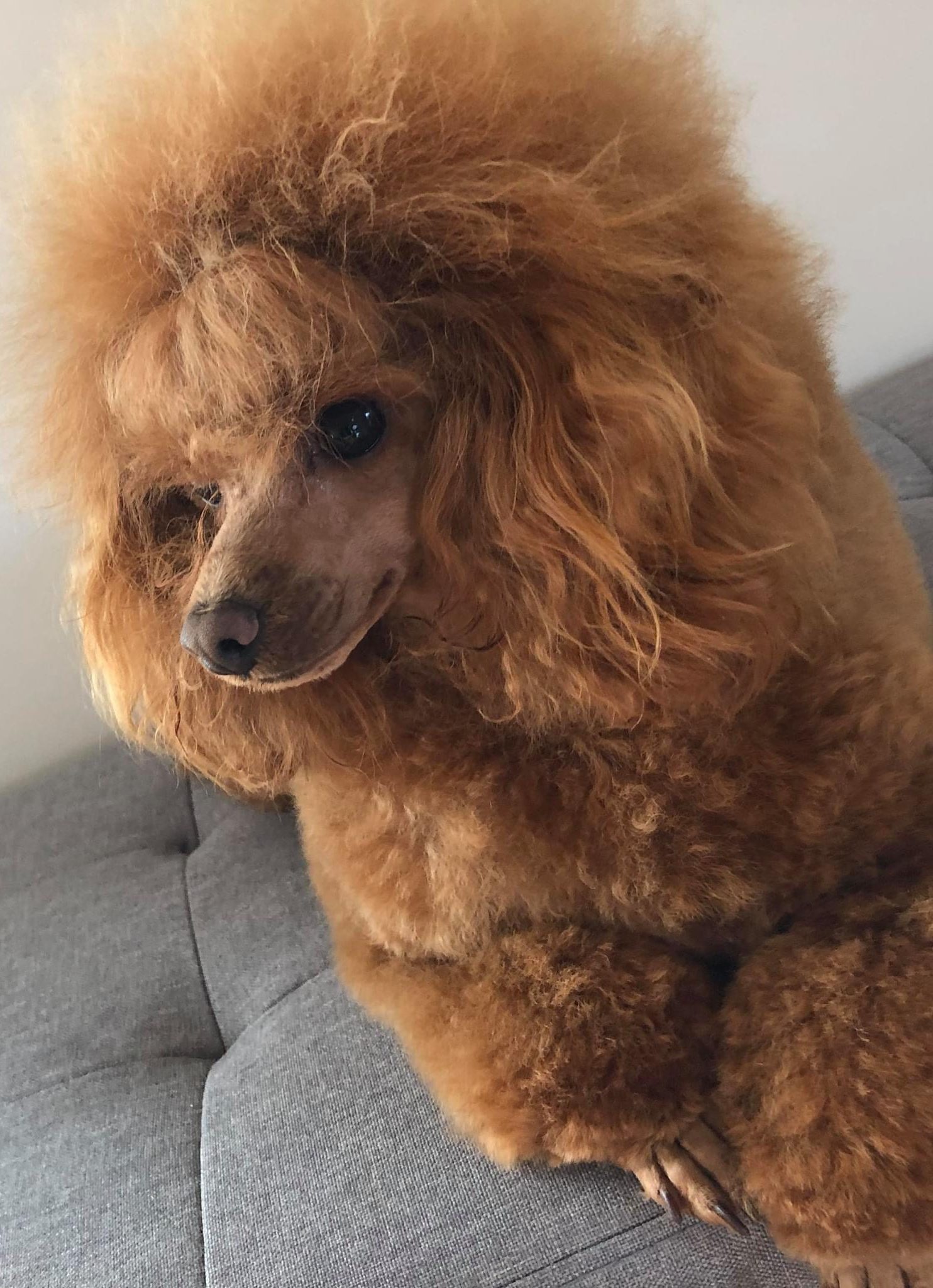 GRANDIA TOY POODLES TOY POODLES VICTORIA AUSTRALIA