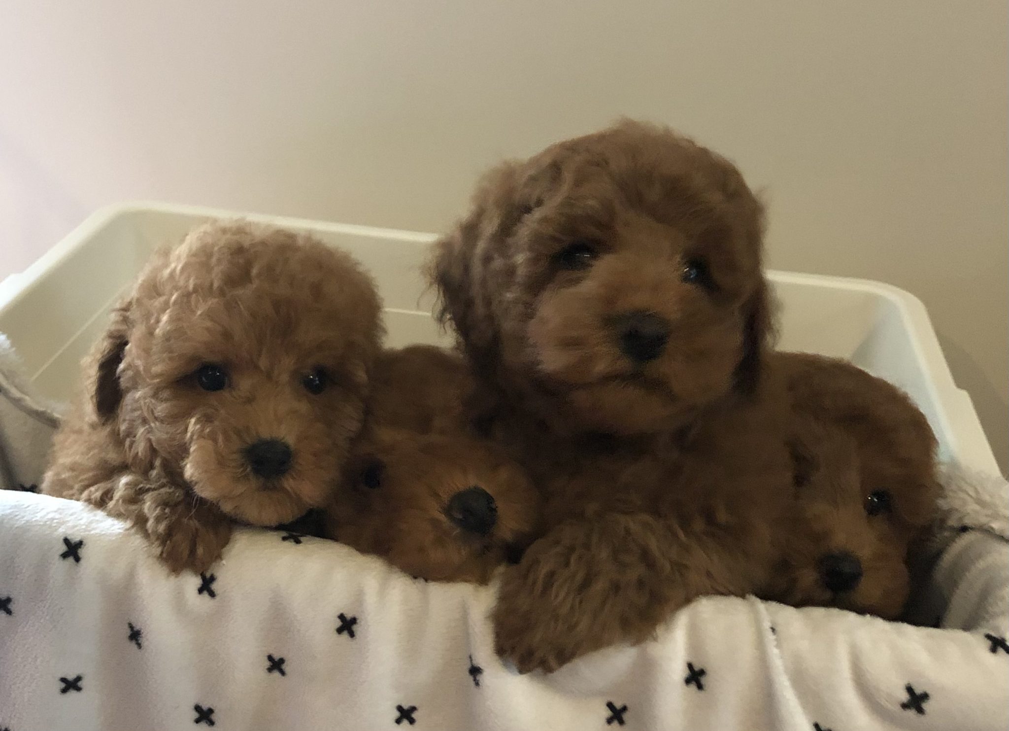 Gallery GRANDIA TOY POODLES